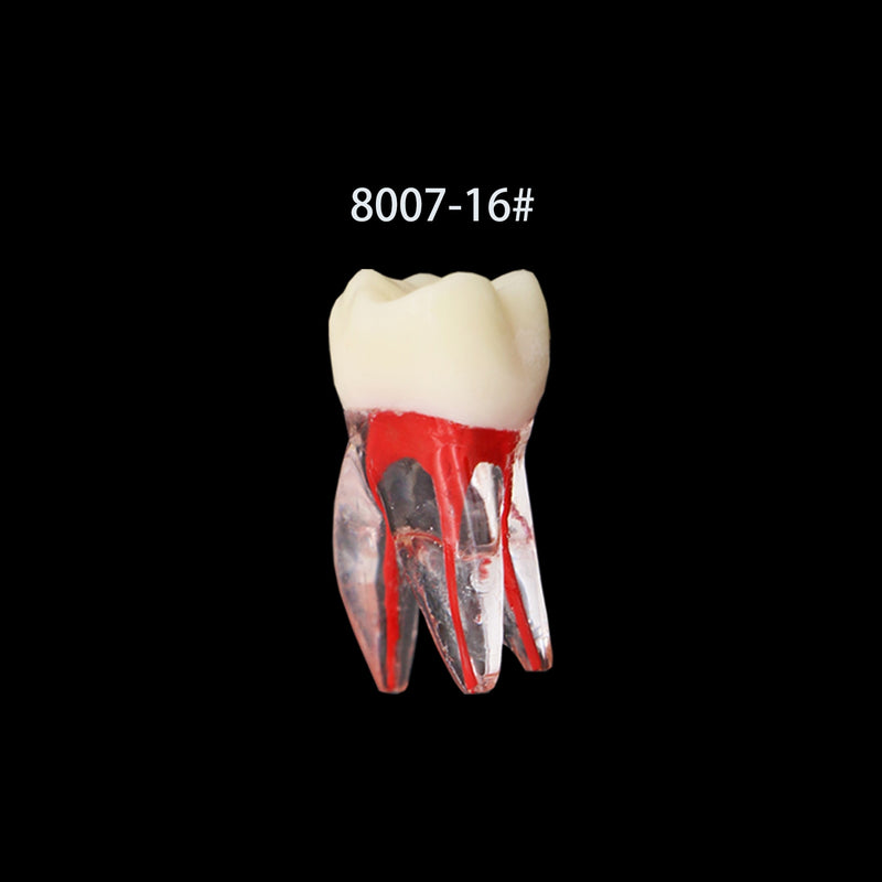 Dentes para Estudo de Dentística e Endodontia - 7 Peças.