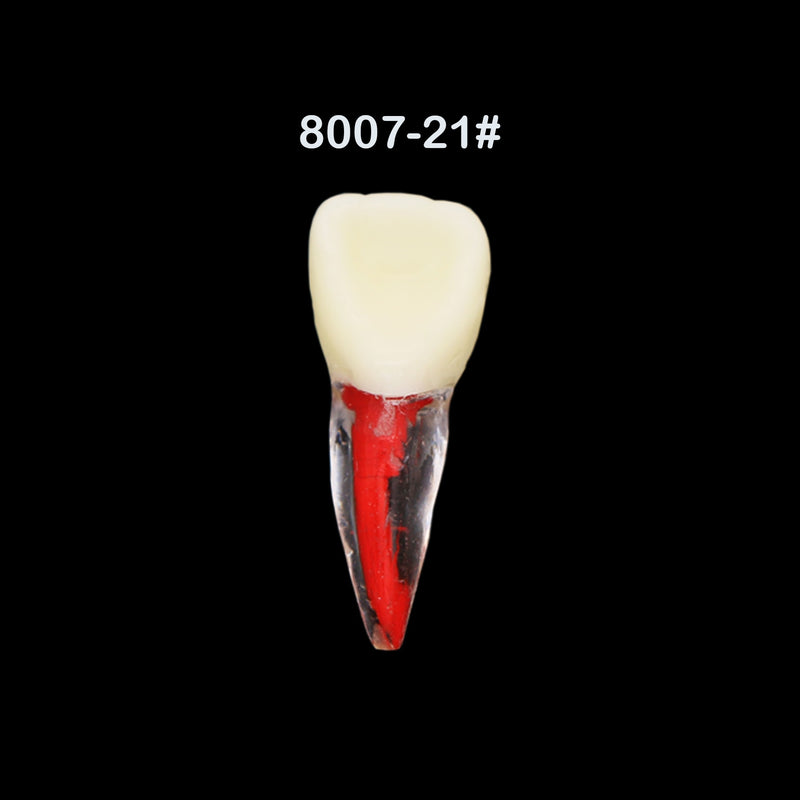 Dentes para Estudo de Dentística e Endodontia - 7 Peças.