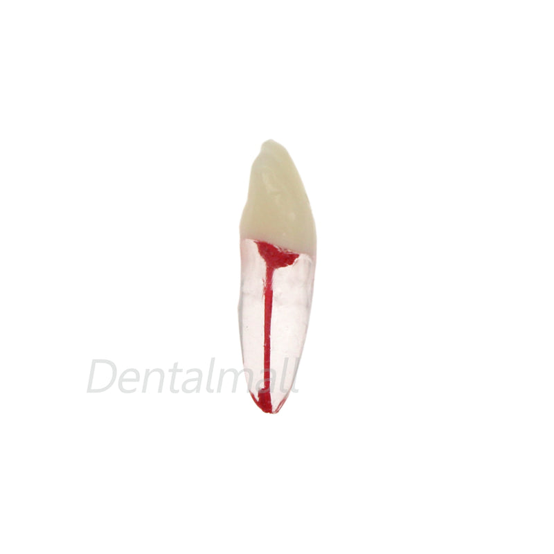 Dentes para Estudo de Dentística e Endodontia - 7 Peças.
