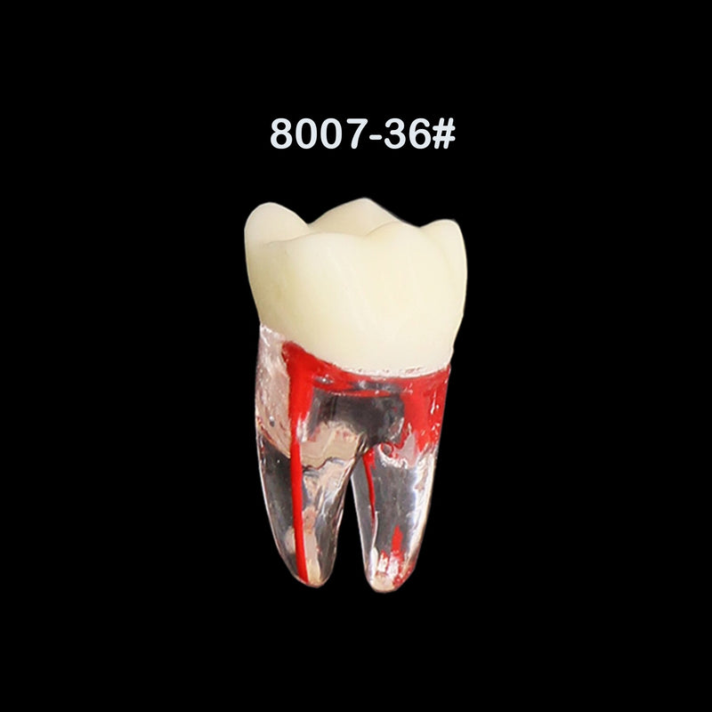 Dentes para Estudo de Dentística e Endodontia - 7 Peças.
