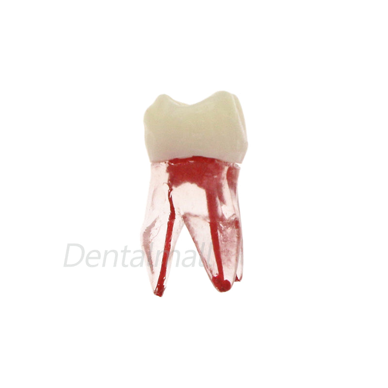 Dentes para Estudo de Dentística e Endodontia - 7 Peças.