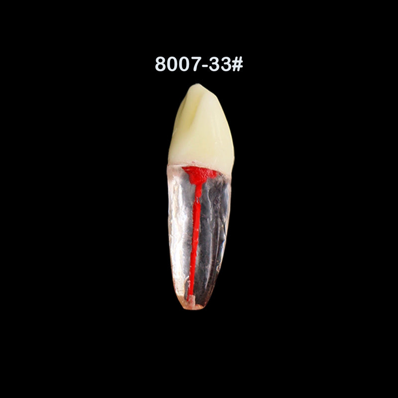 Dentes para Estudo de Dentística e Endodontia - 7 Peças.