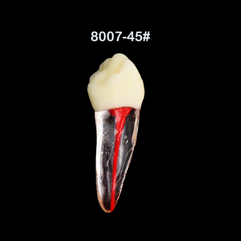 Dentes para Estudo de Dentística e Endodontia - 7 Peças.