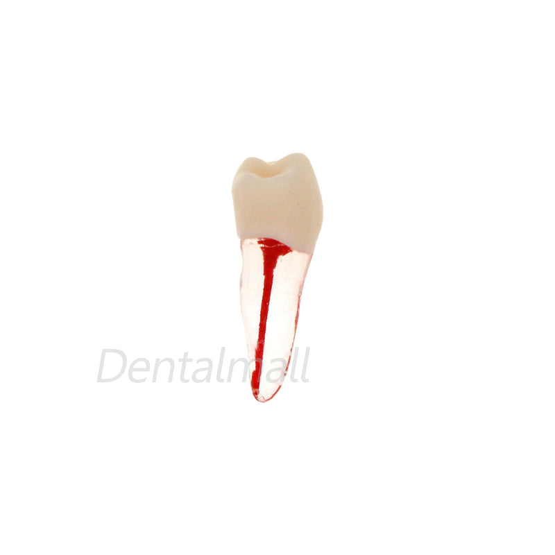Dentes para Estudo de Dentística e Endodontia - 7 Peças.