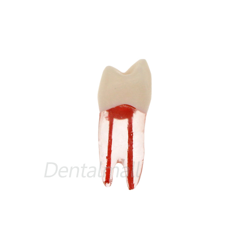 Dentes para Estudo de Dentística e Endodontia - 7 Peças.