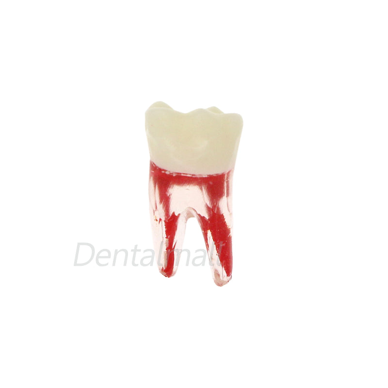 Dentes para Estudo de Dentística e Endodontia - 7 Peças.
