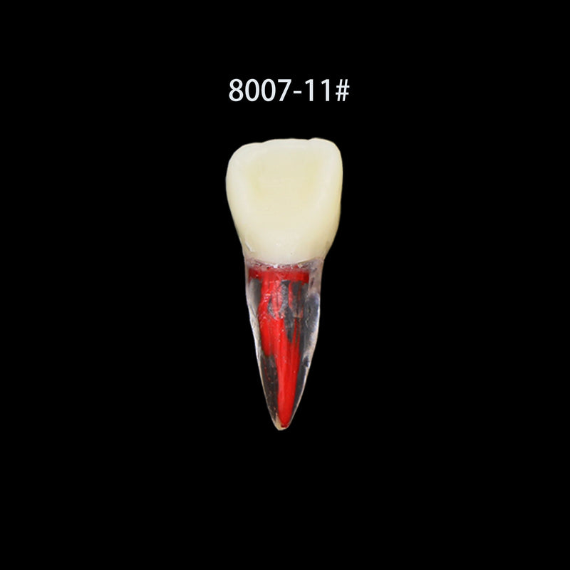 Dentes para Estudo de Dentística e Endodontia - 7 Peças.